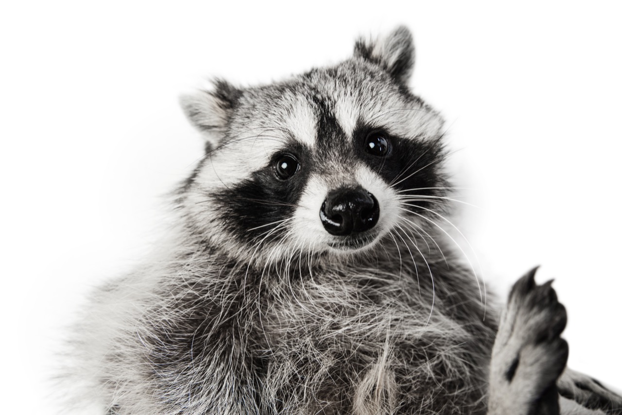 Can You Classify These Game Animals? - Quiz Punk